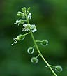 enchanter's nightshade