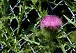 bull thistle