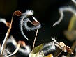 japanese buckwheat, seeds