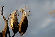 common milkweed