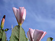 field bindweed