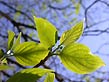 new leaves