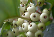 dogwood drupes