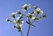 flowering spurge