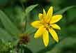 woodland sunflower