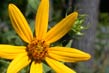 helianthus divaricatus