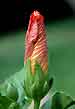 hibiscus, unfolding