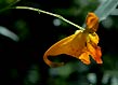 jewelweed