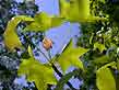 june sweetgum