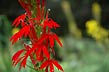 lobelia cardinalis