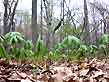 mayapple forest