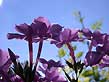 garden phlox