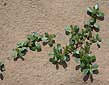 purslane