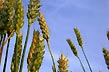 ripening wheat