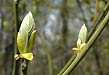 sassafras leaves