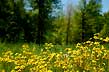 golden ragwort