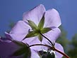 wild geranium