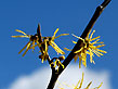 wavy-leaf aster