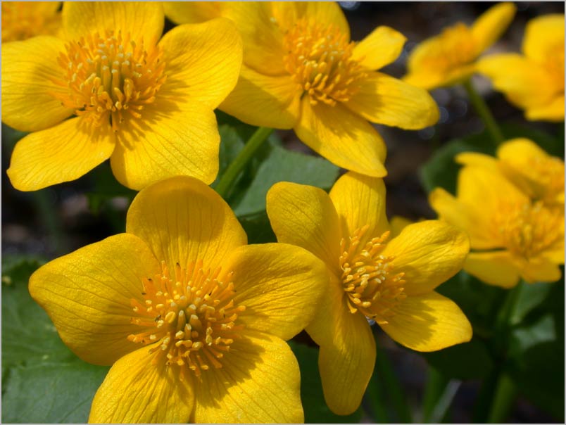 marsh marigold