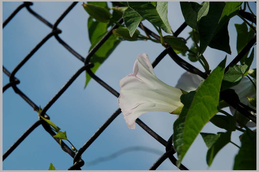 august bindweed