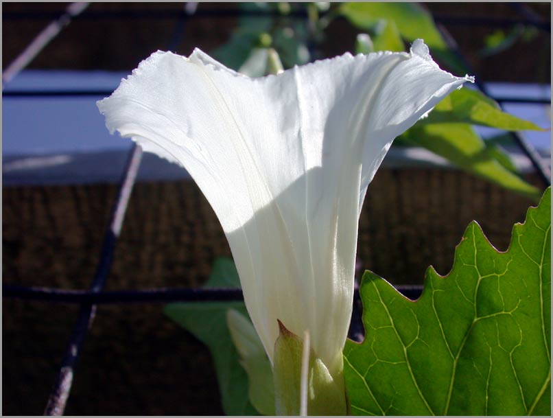 hedge bindweed