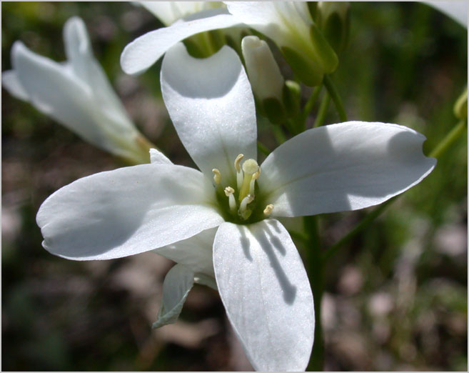 spring cress