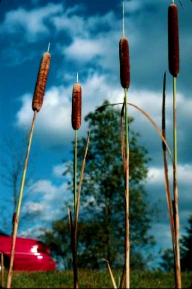 roadside cattails