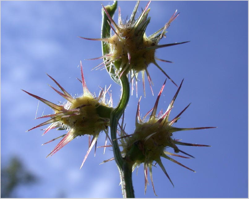 october sandbur