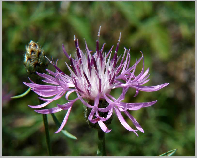 knapweed, weed