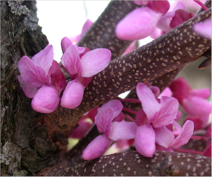 redbud may