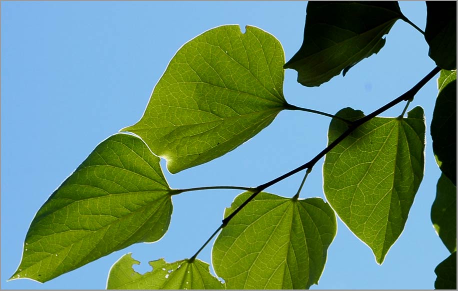 redbud, leaf form