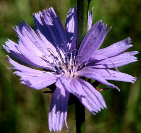 roadside chicory