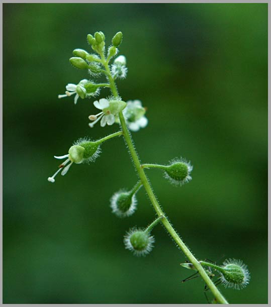 encahnter's nightshade, flowers