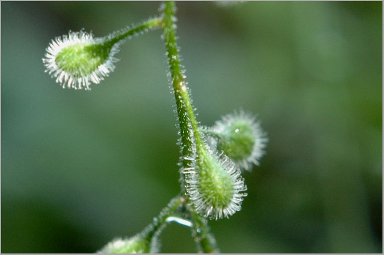 encahnter's nightshade, fruit