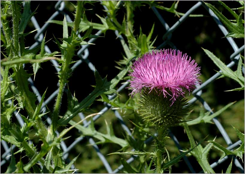 bull thistle