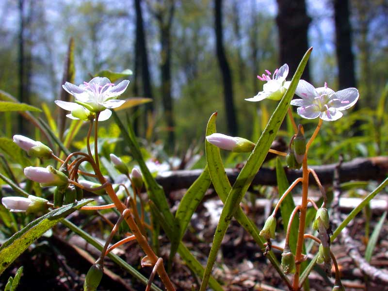 spring beauty