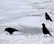 3 snow crows