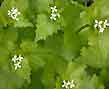 garlic mustard