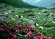 alpine roses