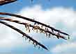 big bluestem