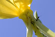 ant on aphid farm