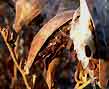 butterfly weed