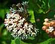 common milkweed