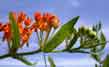 butterfly weed