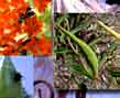 butterflyweed