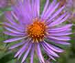 new england aster