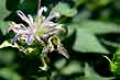 bee on bergamot