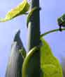 bindweed/reedgrass