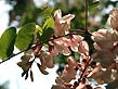 black locust