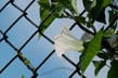 august bindweed